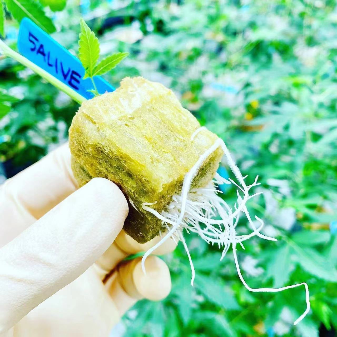 cannabis seedling use rockwool