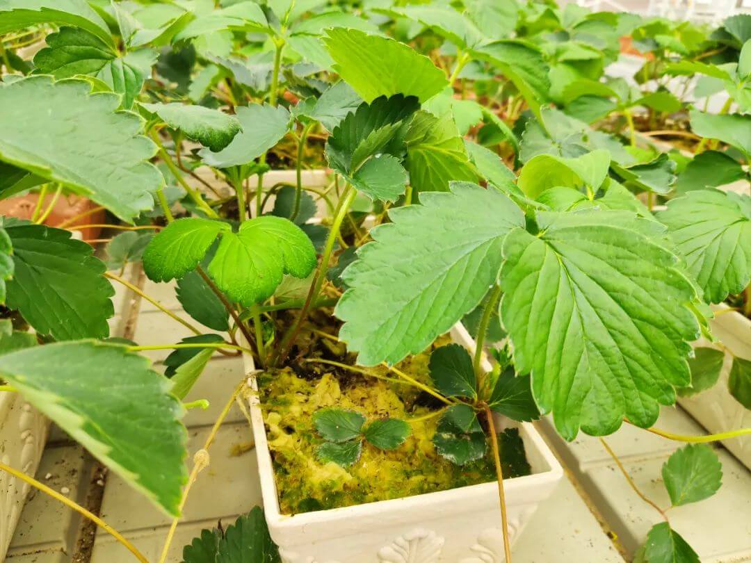 strawberry planting.jpg