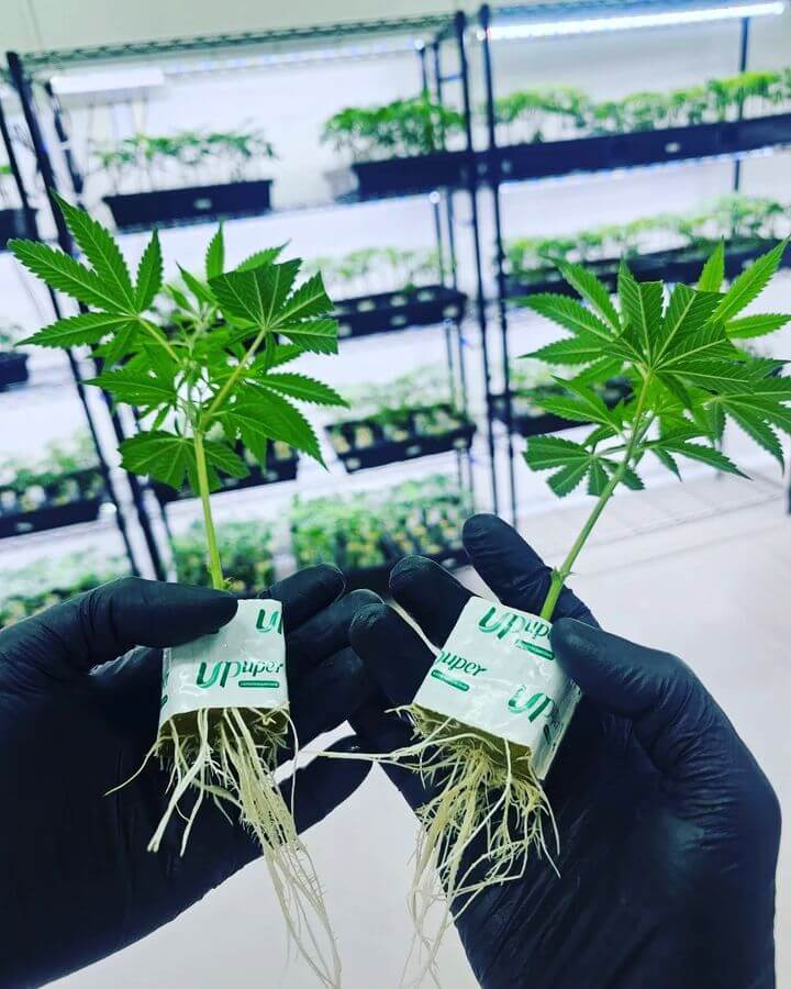 cannabis clone.jpg