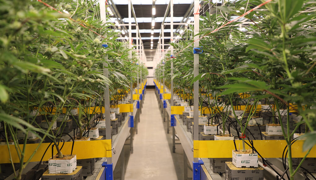 cannabis planting indoor1.jpg