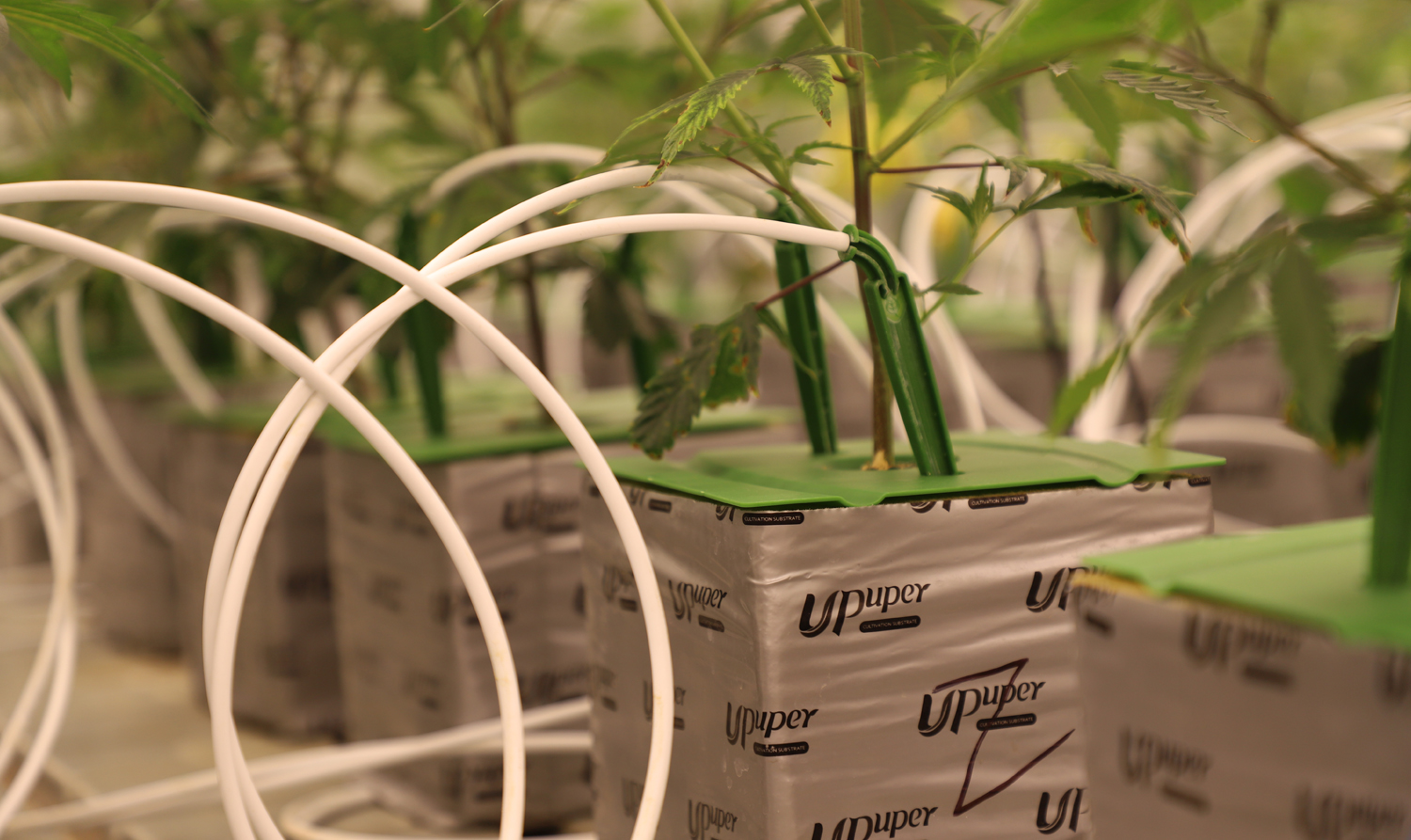 upuper cannabis rock wool substrate1.jpg