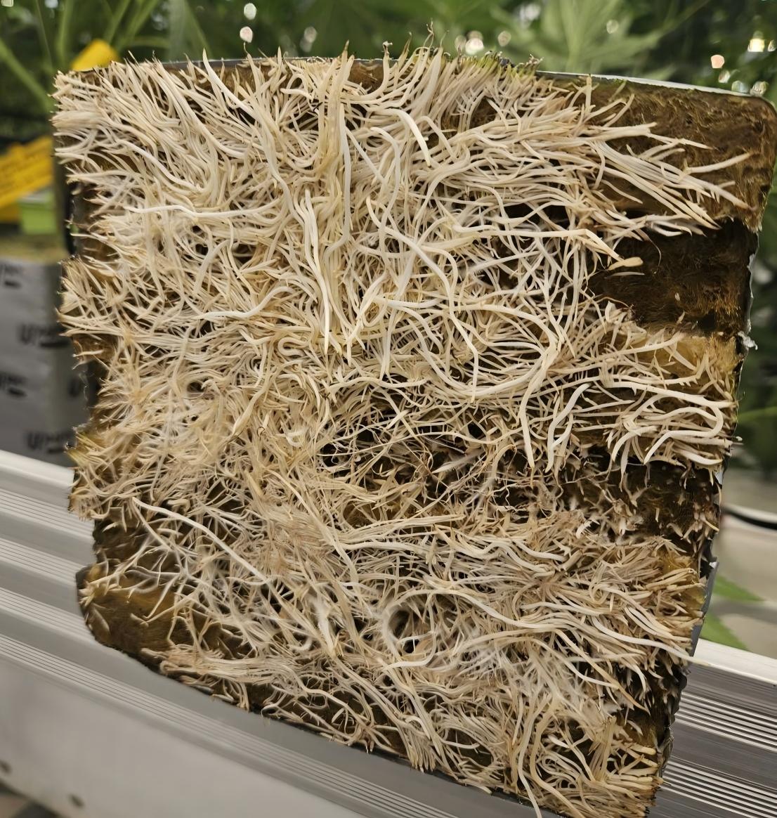 cannabis roots in rockwool