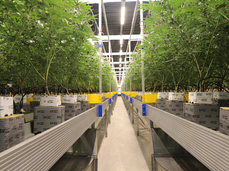 Hydroponic rockwool growing media used in cannabis cultivation.jpg