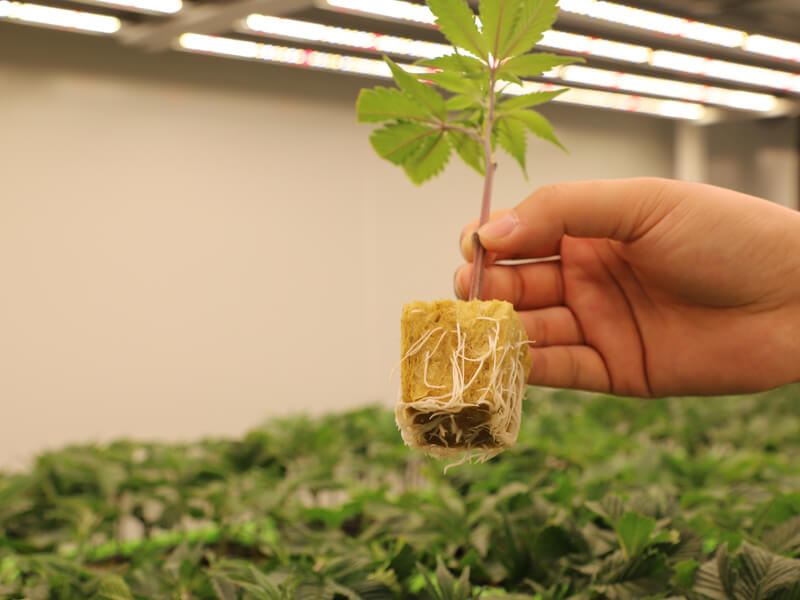 Rockwool starter plugs for seed germination and cloning.jpg