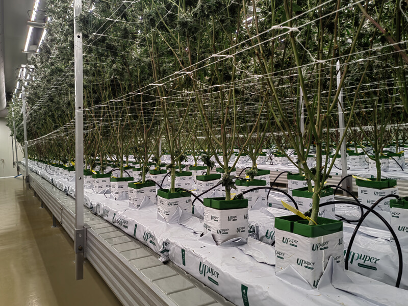 Rockwool grow slabs for commercial greenhouse cannabis cultivation.jpg