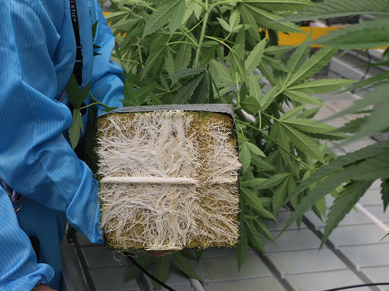 Roots in rockwool.jpg